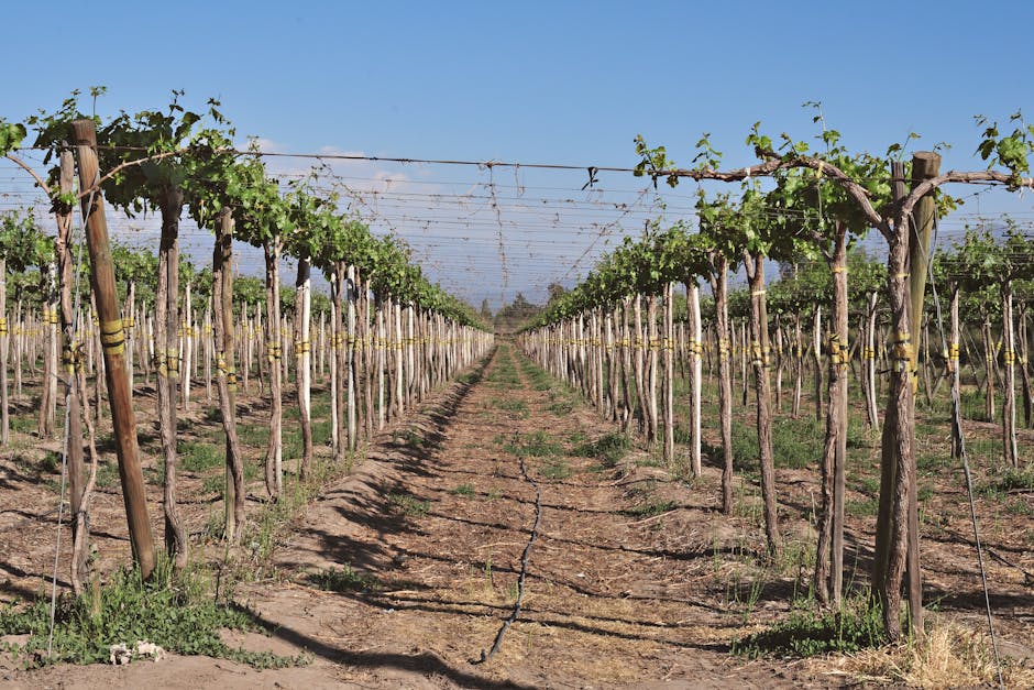 Carmenere คืออะไร? รสชาติ แหล่งผลิต และการจับคู่อาหาร