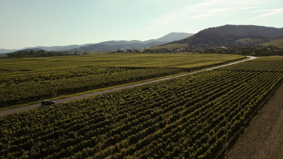 Gewurztraminer คืออะไร? รสชาติ แหล่งผลิต และการจับคู่อาหาร